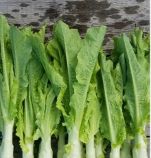 Салат Светлана - ООО «Семена Тут»