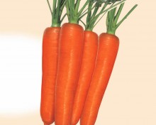 Морковь Шакира (Ред Кор)