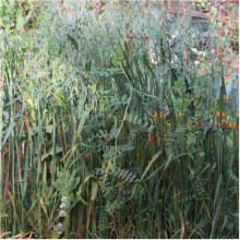 Вико-овсяная смесь - ООО «Семена Тут»