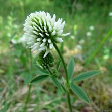 Клевер белый - ООО «Семена Тут»