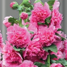 Шток-роза Ярко-розовая - ООО «Семена Тут»