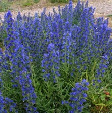 Синяк - ООО «Семена Тут»