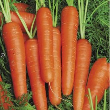 Морковь Спидо F1 [1.6-1.8 мм] - Семена Тут