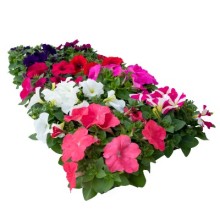 img-1: Петуния мультифлора БУМ Эйч ди Макси микс [1000 драже] - ООО «Семена Тут»