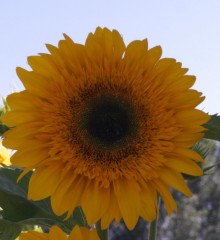 Подсолнечник декоративный Дабл Делайт Темный Диск - ООО «Семена Тут»