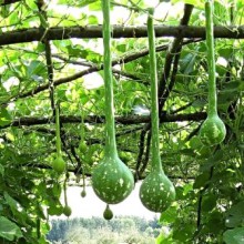 Лагенария Винный кувшин - ООО «Семена Тут»