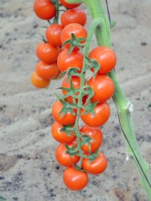 img-1: Томат Форте Оранж F1 - ООО «Семена Тут»