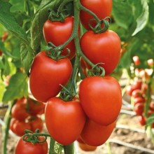 Томат  Красный амулет F1 (инкруст. семена) - ООО «Семена Тут»