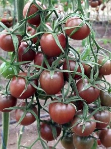 img-1: Томат Мерхаба F1 - ООО «Семена Тут»