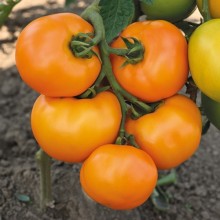 Томат Оранжевый шар (инкруст. семена) - ООО «Семена Тут»