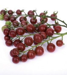 Томат Темрюк F1 (инкруст. семена) - ООО «Семена Тут»