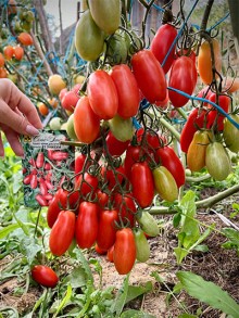 img-2: Томат Черри Уникум F1 - ООО «Семена Тут»