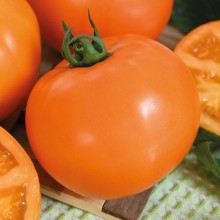 Томат Золото скифов F1 - ООО «Семена Тут»