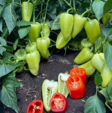 img-1: Перец Топгир F1 - ООО «Семена Тут»