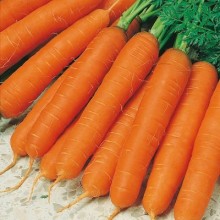 Морковь Осенний король - ООО «Семена Тут»