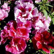 Годеция Уитни (смесь сортов) - ООО «Семена Тут»