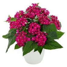 Пентас Граффити Неон Плам [1000 драже] - ООО «Семена Тут»