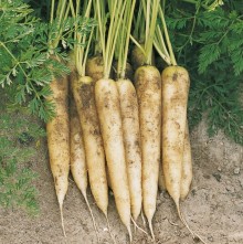 Морковь Вайт Сатин F1 (фракция: 1,8-2,0 мм) - Семена Тут