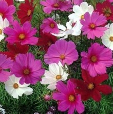 Космея Вега микс - ООО «Семена Тут»