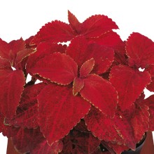 Колеус Суперфайн Рейнбоус Вулкано [1000 шт] - ООО «Семена Тут»