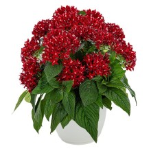 Пентас Граффити Дип Ред [1000 драже] - ООО «Семена Тут»