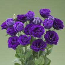 Эустома Арена 1 Парпл [500 драже] - ООО «Семена Тут»