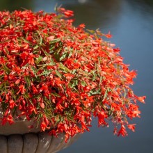 img-1: Бегония боливийская Санта Круз [1000 драже] - ООО «Семена Тут»