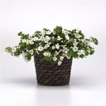 img-2: Бакопа Галактик Мист Блат [100 драже] - ООО «Семена Тут»
