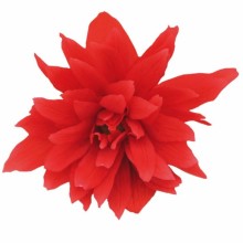 img-1: Бегония Фанки Скарлет [1000 драже] - ООО «Семена Тут»