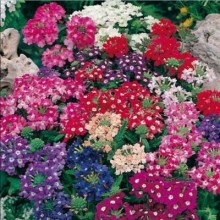 Вербена гибридная Мамут микс - ООО «Семена Тут»