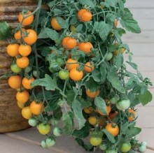 Томат Золотая гроздь - ООО «Семена Тут»