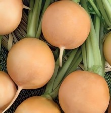 Редис Золотце - ООО «Семена Тут»