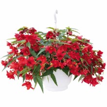 Бегония Фанки Ред [1000 драже] - ООО «Семена Тут»