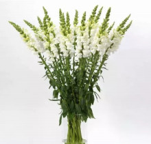 img-1: Львиный зев Потомак (группа 3,4) Эрли Вайт [1000 шт] - ООО «Семена Тут»