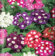 Вербена гибридная Звездная пыль - ООО «Семена Тут»