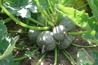 img-1: Кабачок Тинторетто - ООО «Семена Тут»