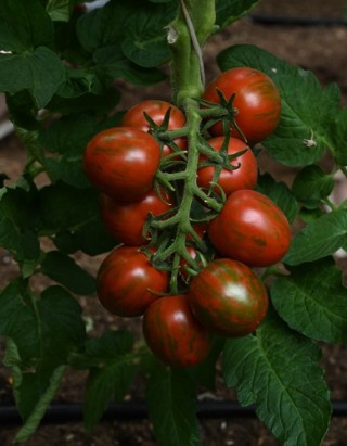 img-1: Томат Братец Полосатик - ООО «Семена Тут»