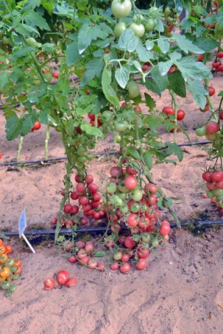 img-1: Томат Форте Розе F1 - ООО «Семена Тут»