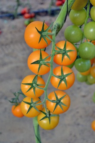 img-1: Томат Фортесса F1 - ООО «Семена Тут»