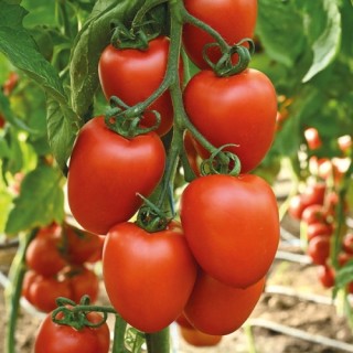 Томат  Красный амулет F1 (инкруст. семена) - ООО «Семена Тут»