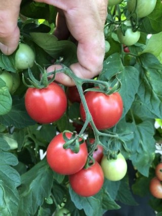 img-1: Томат Росе F1 - ООО «Семена Тут»