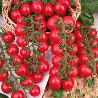 Томат Сладкая встреча (инкруст. семена) - ООО «Семена Тут»