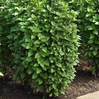 img-1: Базилик декоративный Эверлиф Тай Тауэрс [1000 шт] - ООО «Семена Тут»