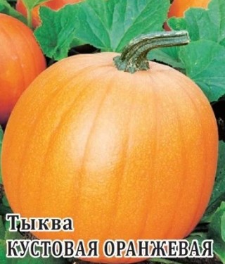 Тыква твердокорая Кустовая оранжевая - ООО «Семена Тут»