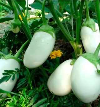 Баклажан Умка - ООО «Семена Тут»