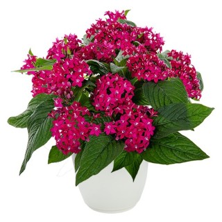 img-0: Пентас Граффити Неон Плам [1000 драже] - ООО «Семена Тут»