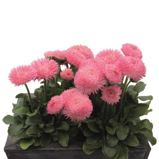 img-0: Маргаритка Робелла [1000 шт] - ООО «Семена Тут»