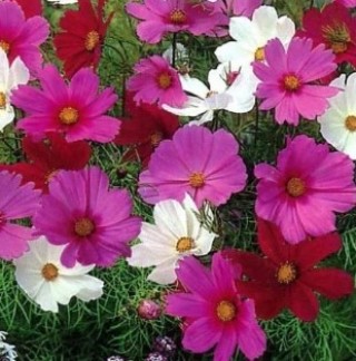 Космея Вега микс - ООО «Семена Тут»