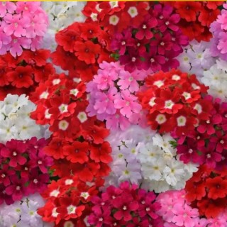 Вербена Кварц Валентайн Микс [100 шт] - ООО «Семена Тут»