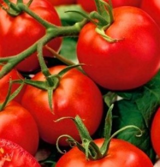 Томат Волгоградец - ООО «Семена Тут»